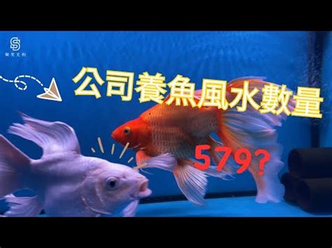 辦公室養魚數量|【辦公室養魚數量】魚樂辦公室！最吸睛的辦公室養魚數量指南，。